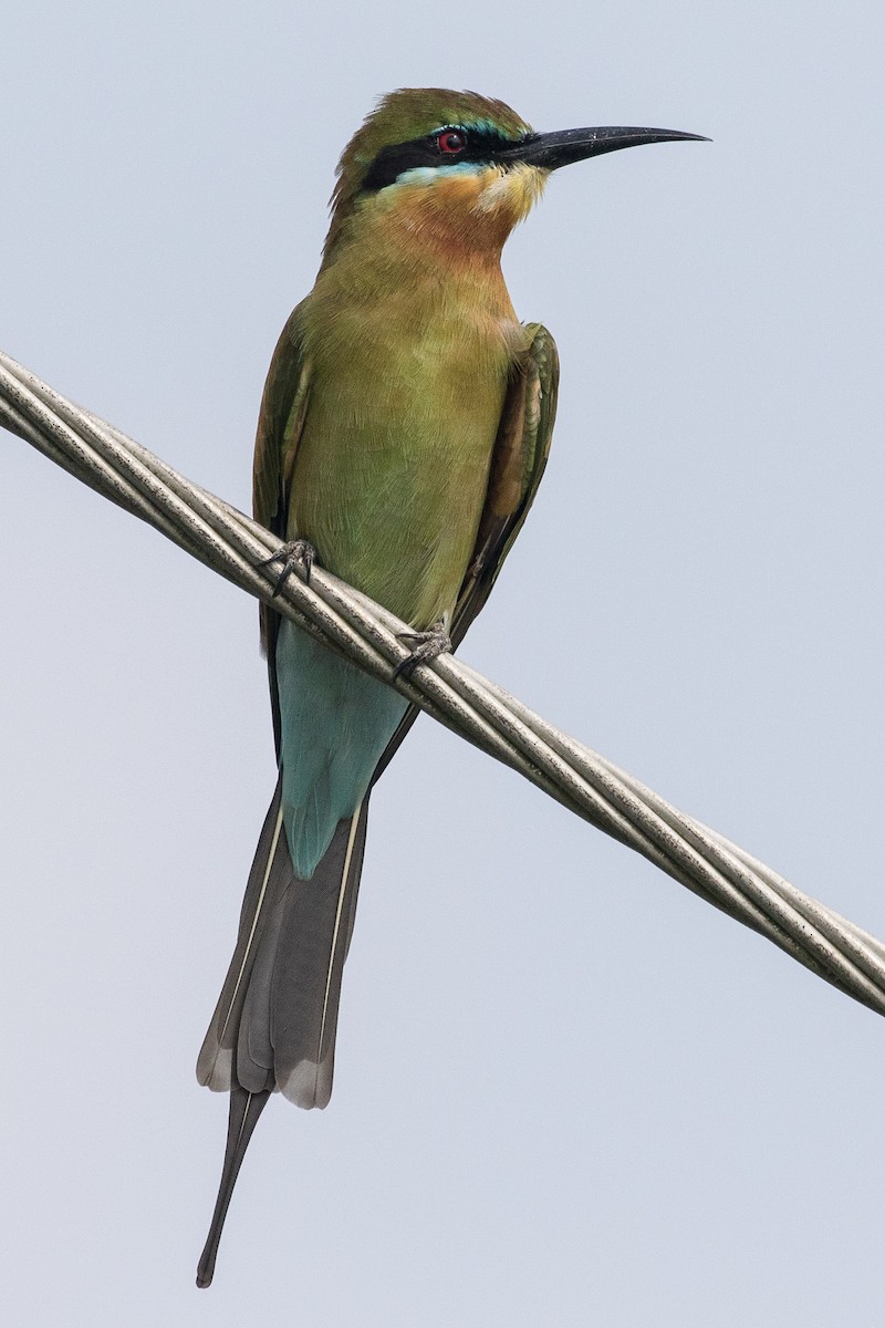 Blue-tailed Bee-eater - ML152722361