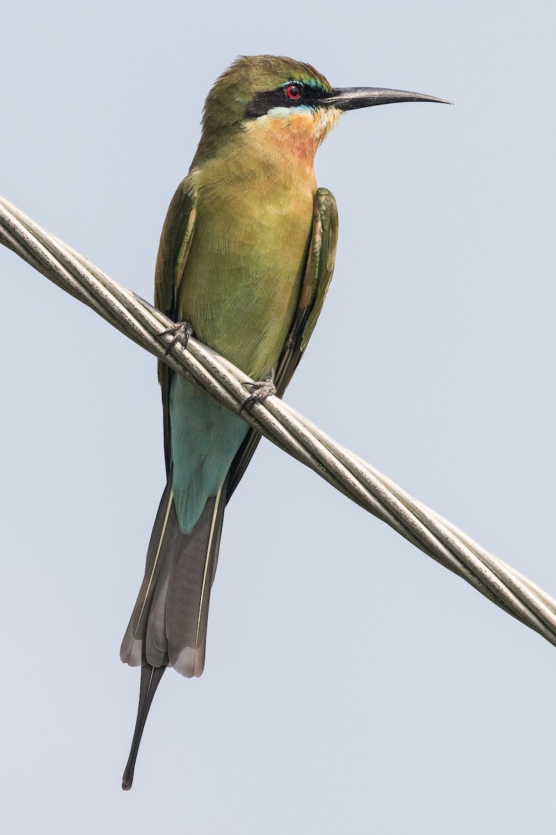 Blue-tailed Bee-eater - ML152722371