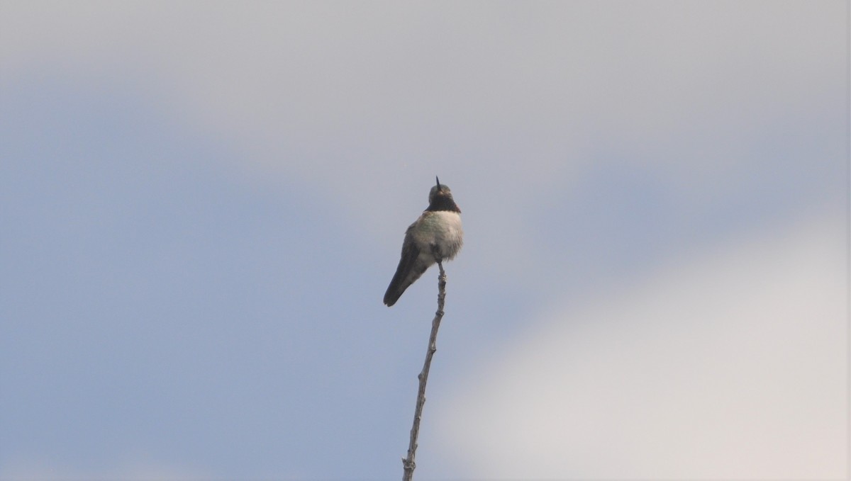 Broad-tailed Hummingbird - ML152722381