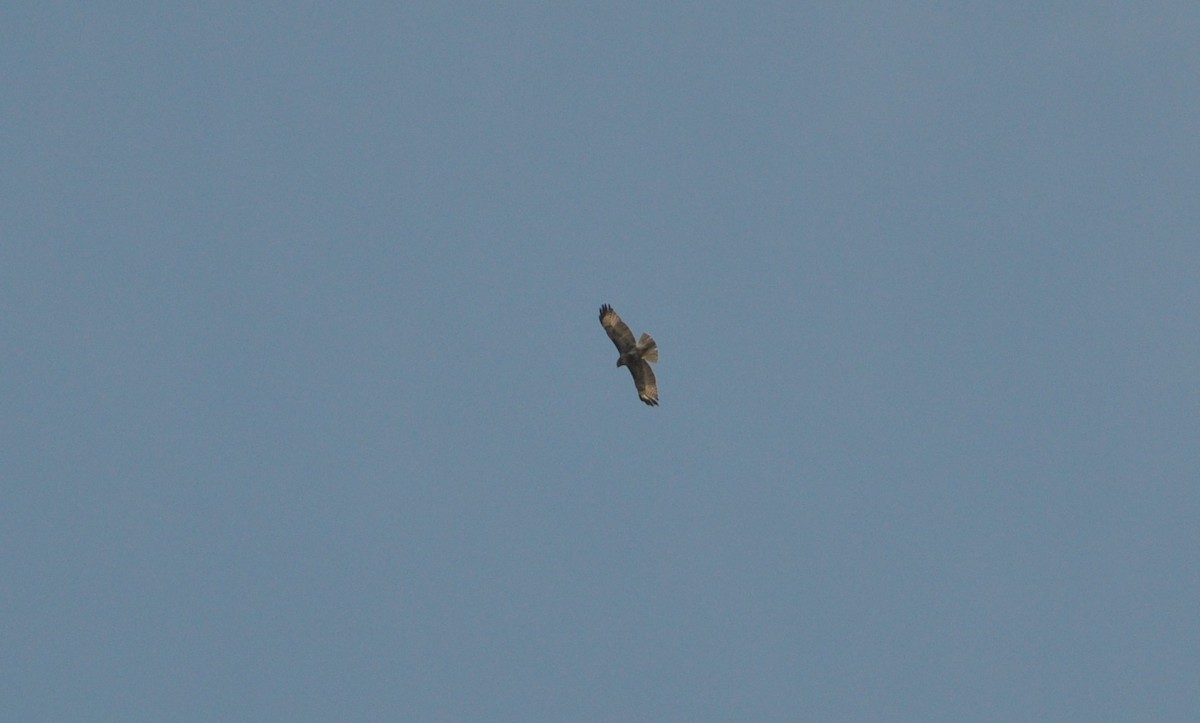 Red-tailed Hawk - ML152722431