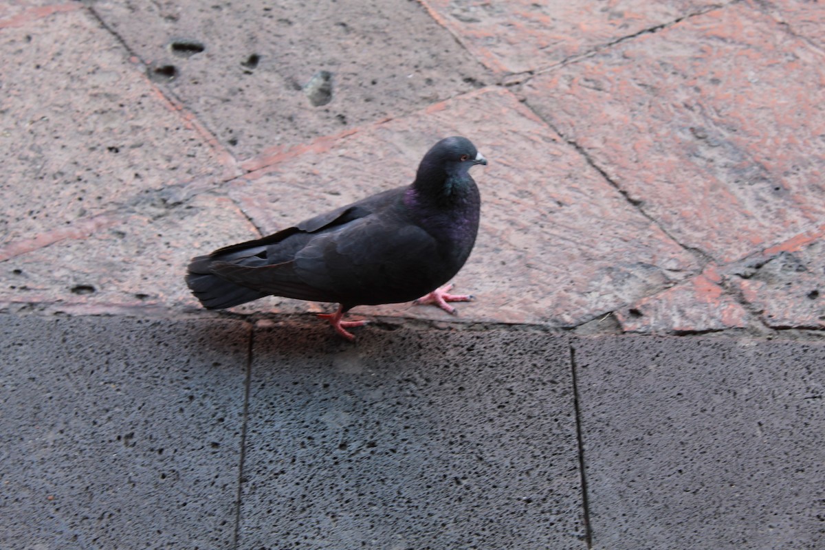 Rock Pigeon (Feral Pigeon) - Alvaro Rivera Rojas