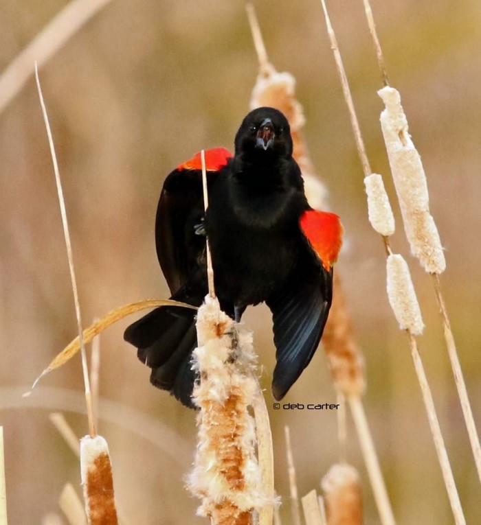 Red-winged Blackbird - Deb Carter