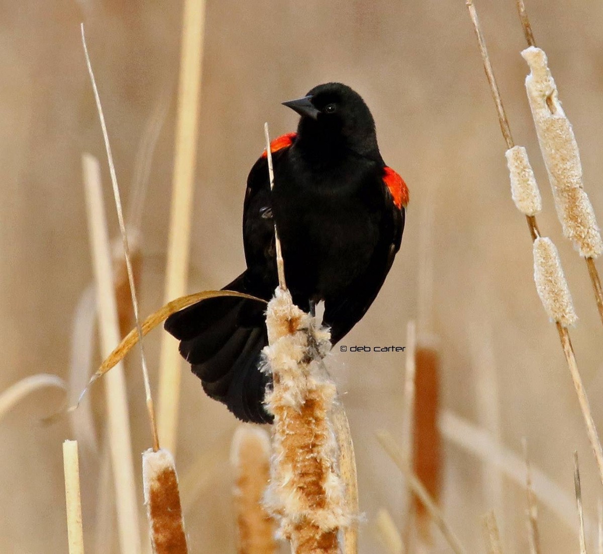 Red-winged Blackbird - ML152722671