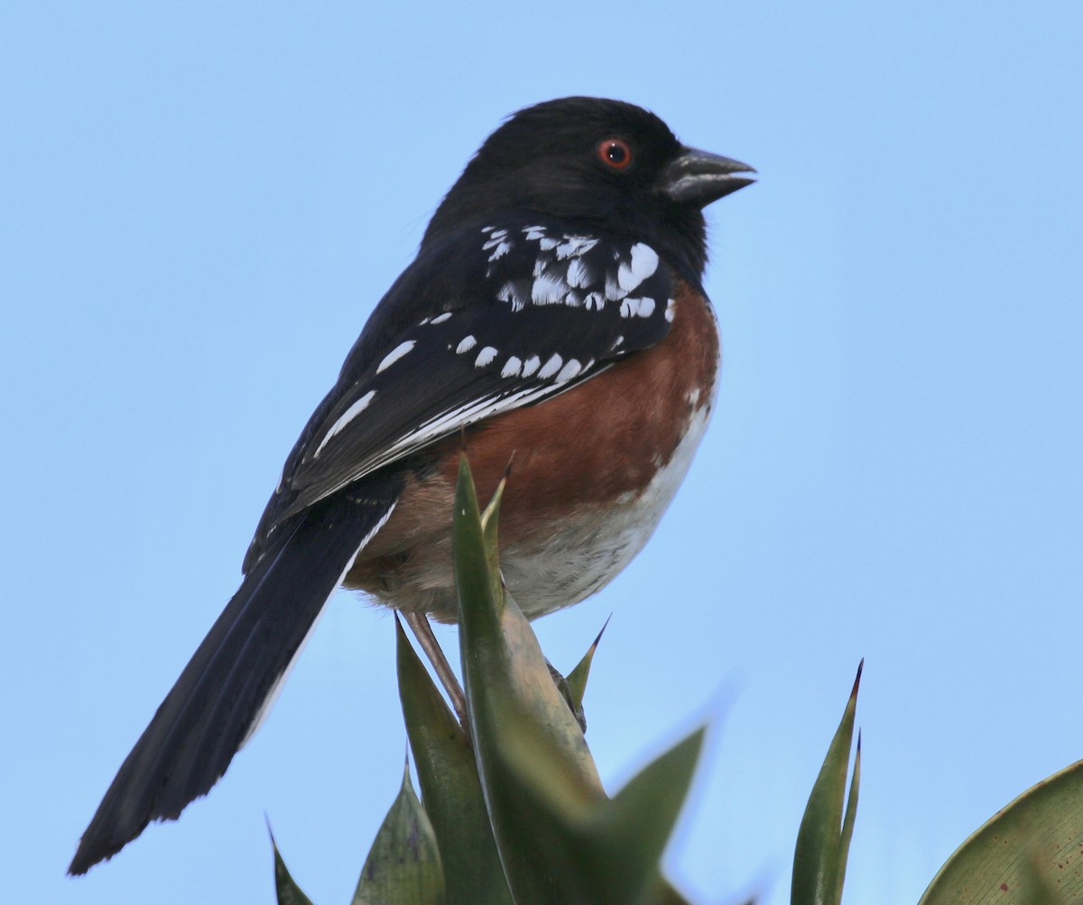 Spotted Towhee - Seth Benz