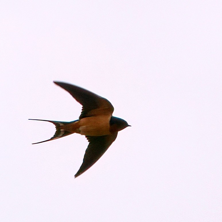 Barn Swallow - William Tilford