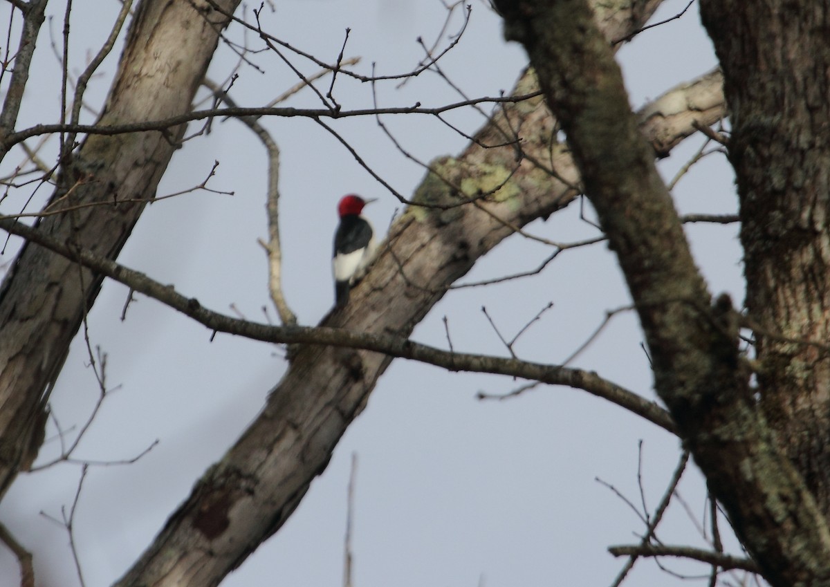 Red-headed Woodpecker - Thomas Miko