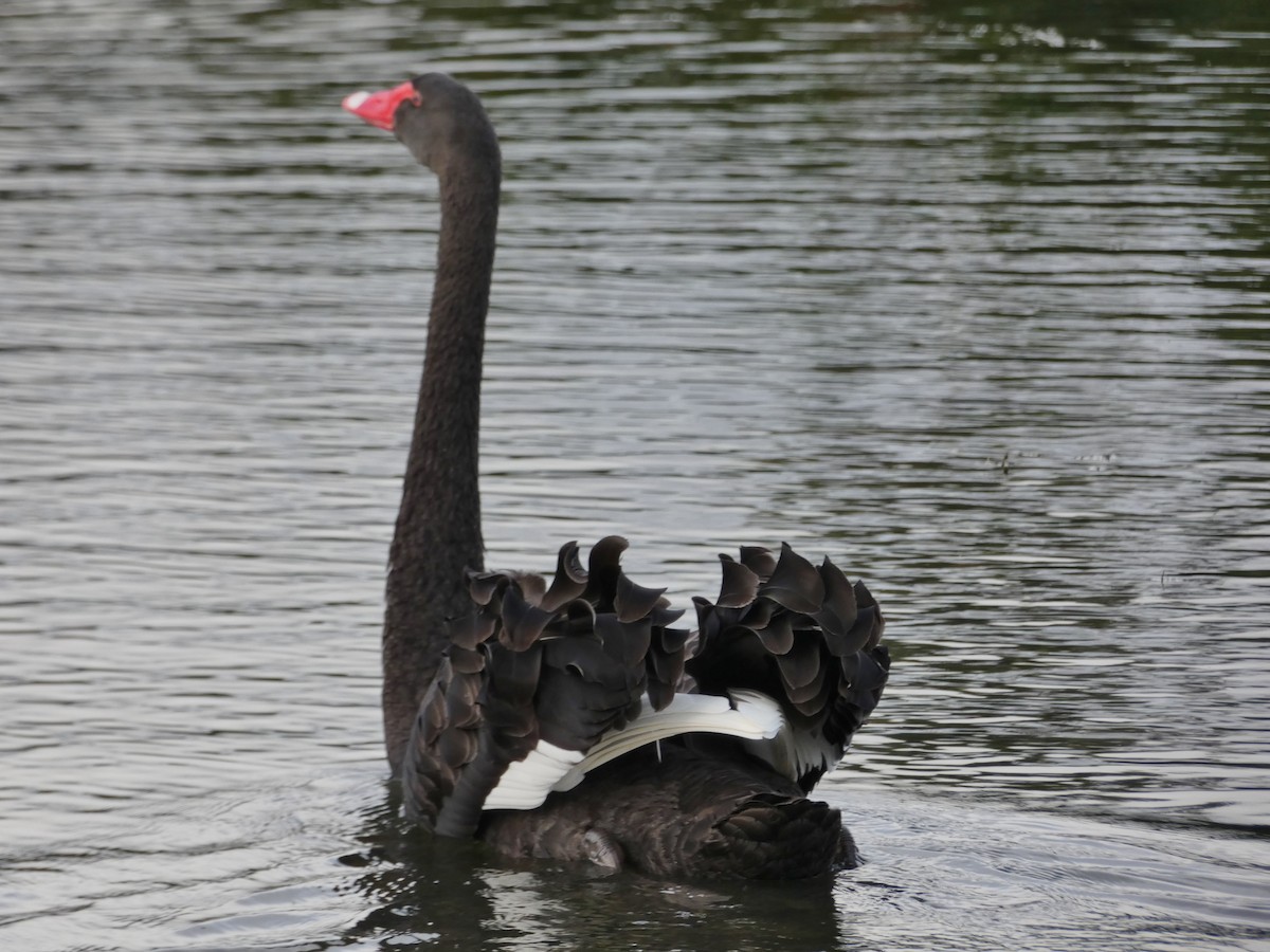Black Swan - Janet Burton