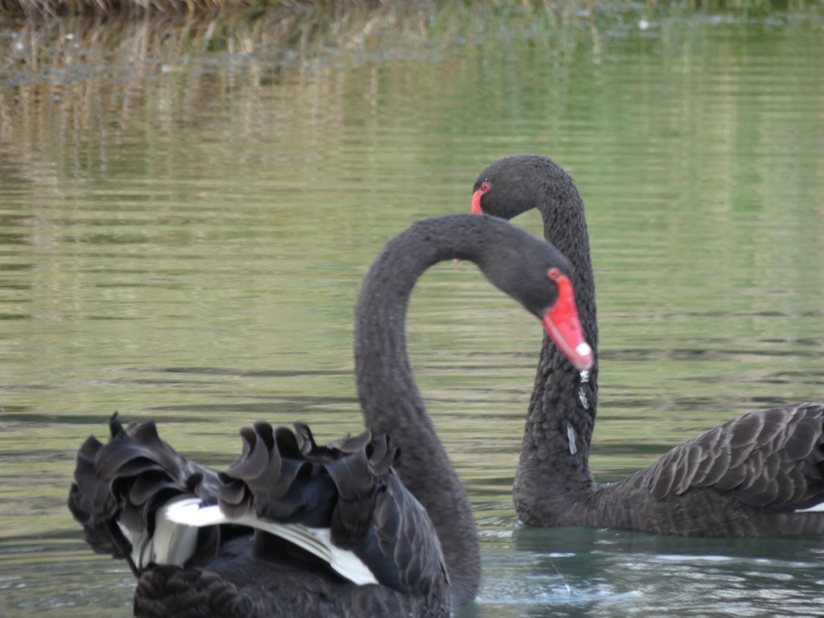 Black Swan - Janet Burton