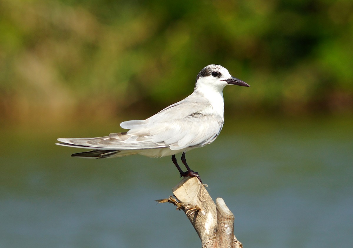 Whiskered Tern - Peter & Shelly Watts