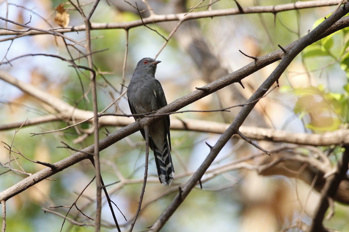 Gray-bellied Cuckoo - Novelkumar M S