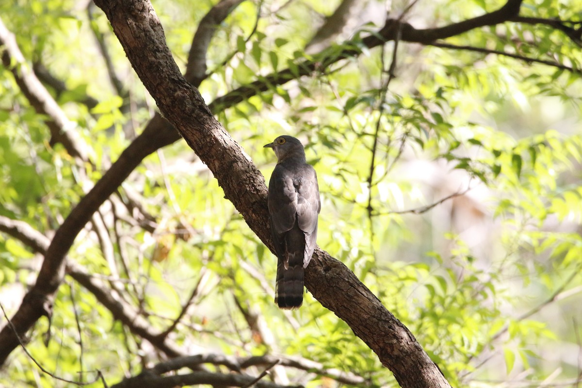 Common Hawk-Cuckoo - Novelkumar M S