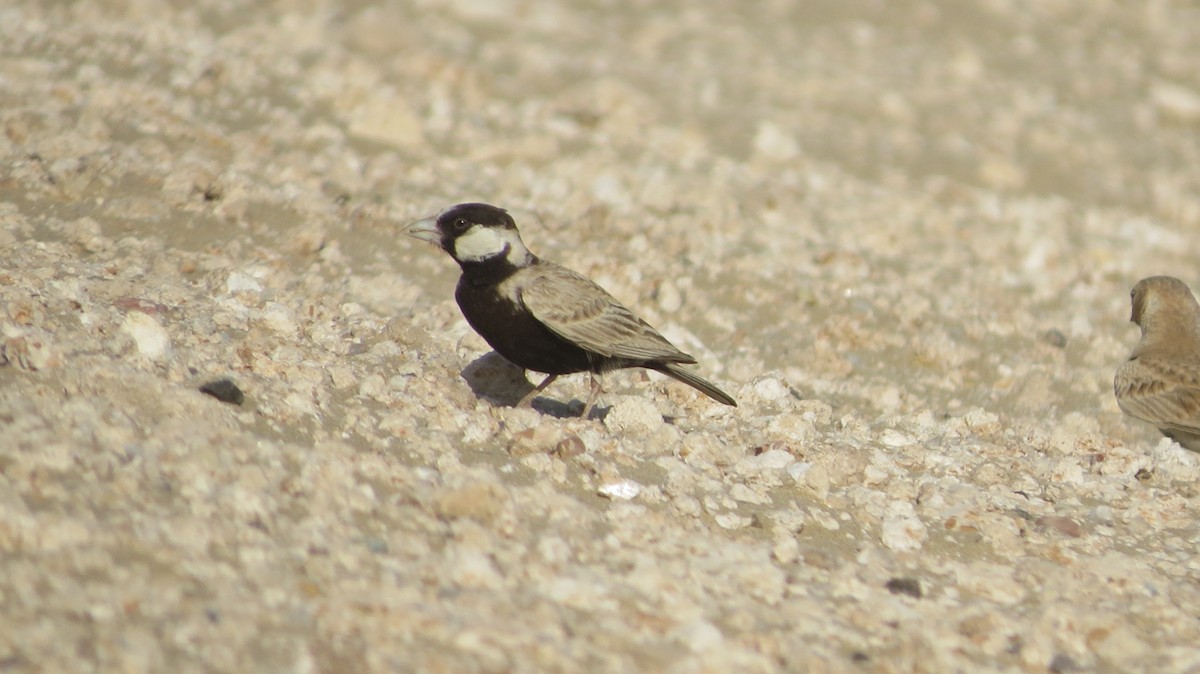 Black-crowned Sparrow-Lark - Govind Kumar