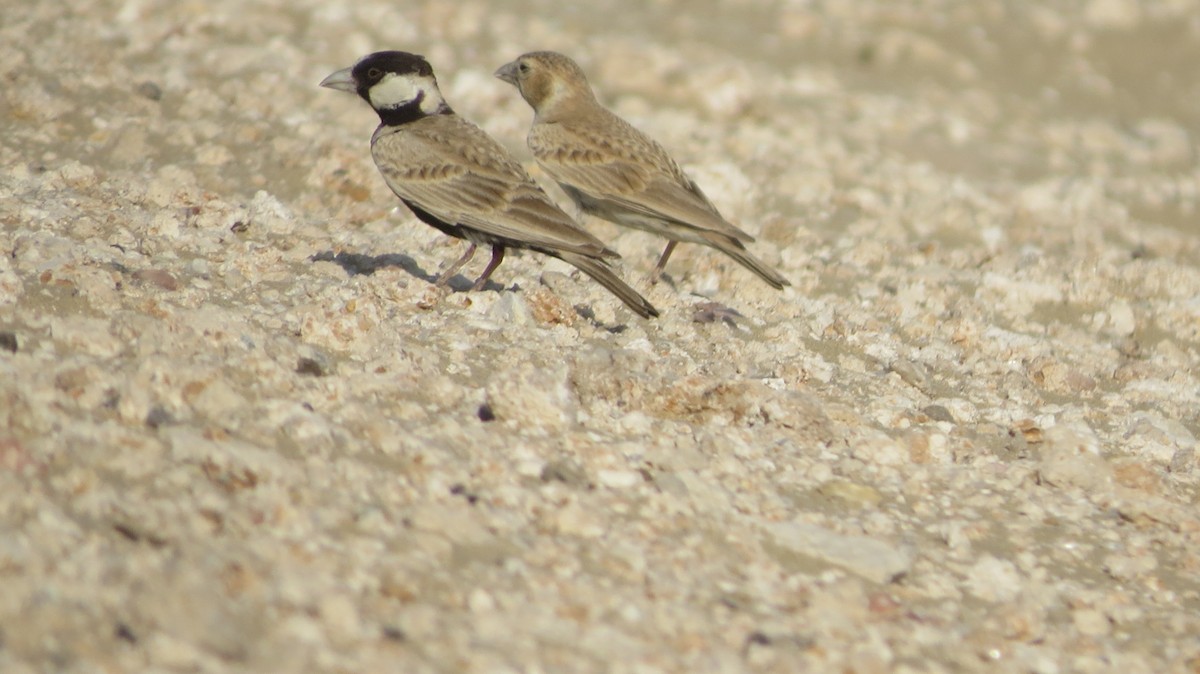 Black-crowned Sparrow-Lark - Govind Kumar