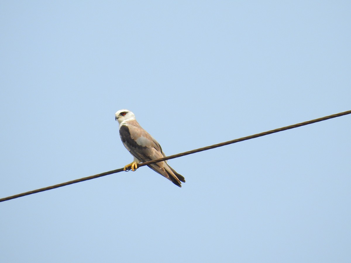 Black-winged Kite - Afsar Nayakkan