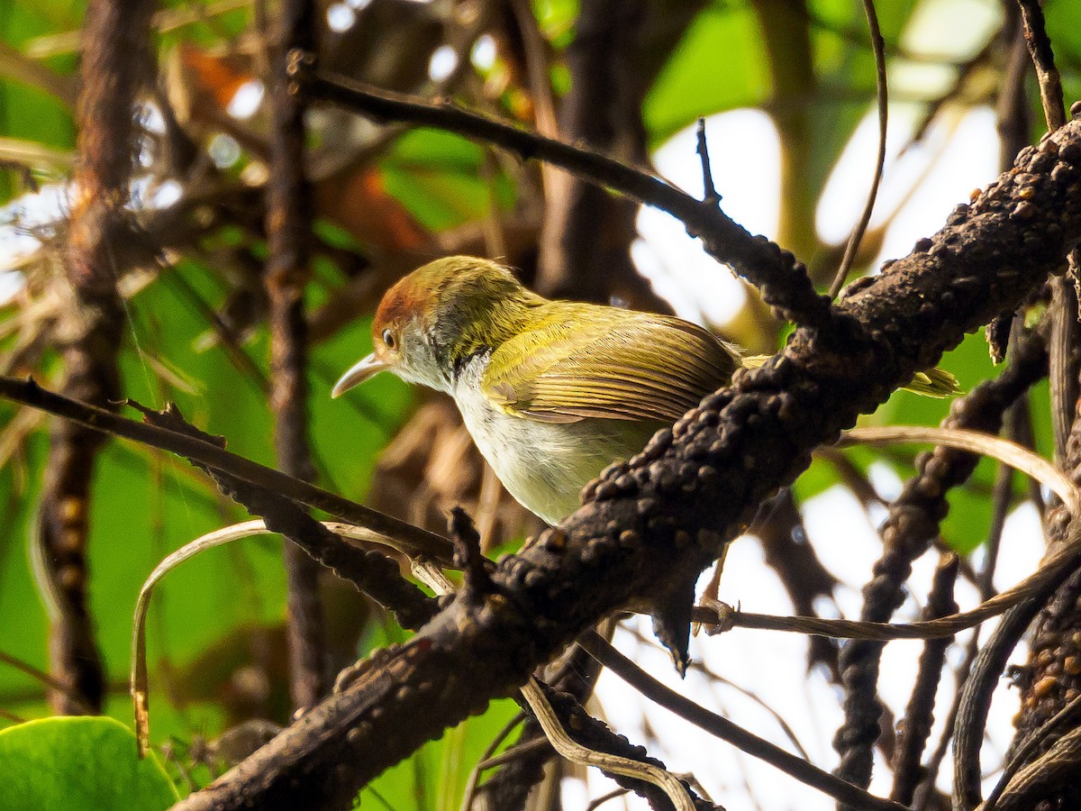 Common Tailorbird - Karyne Wee