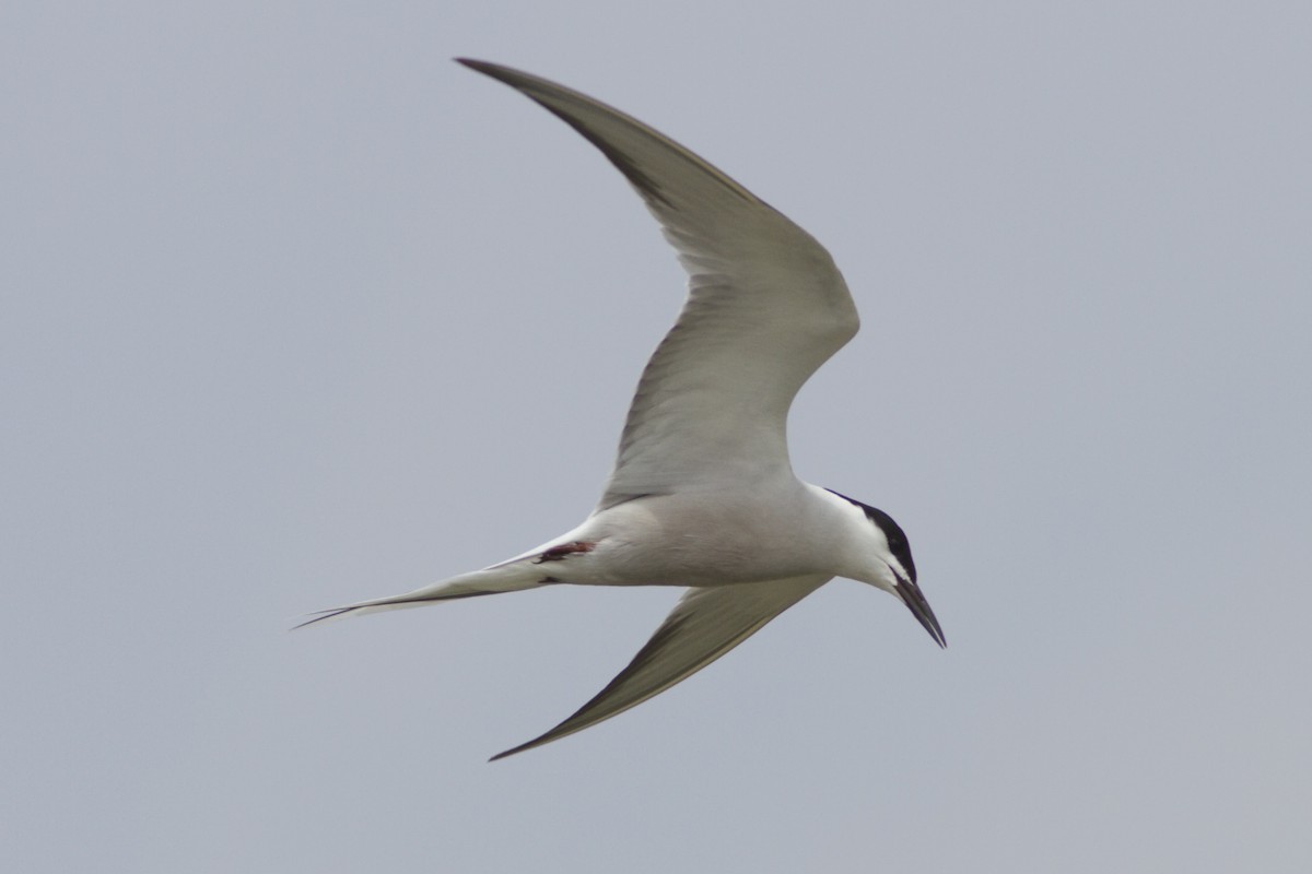 Common Tern - Paul Hyde