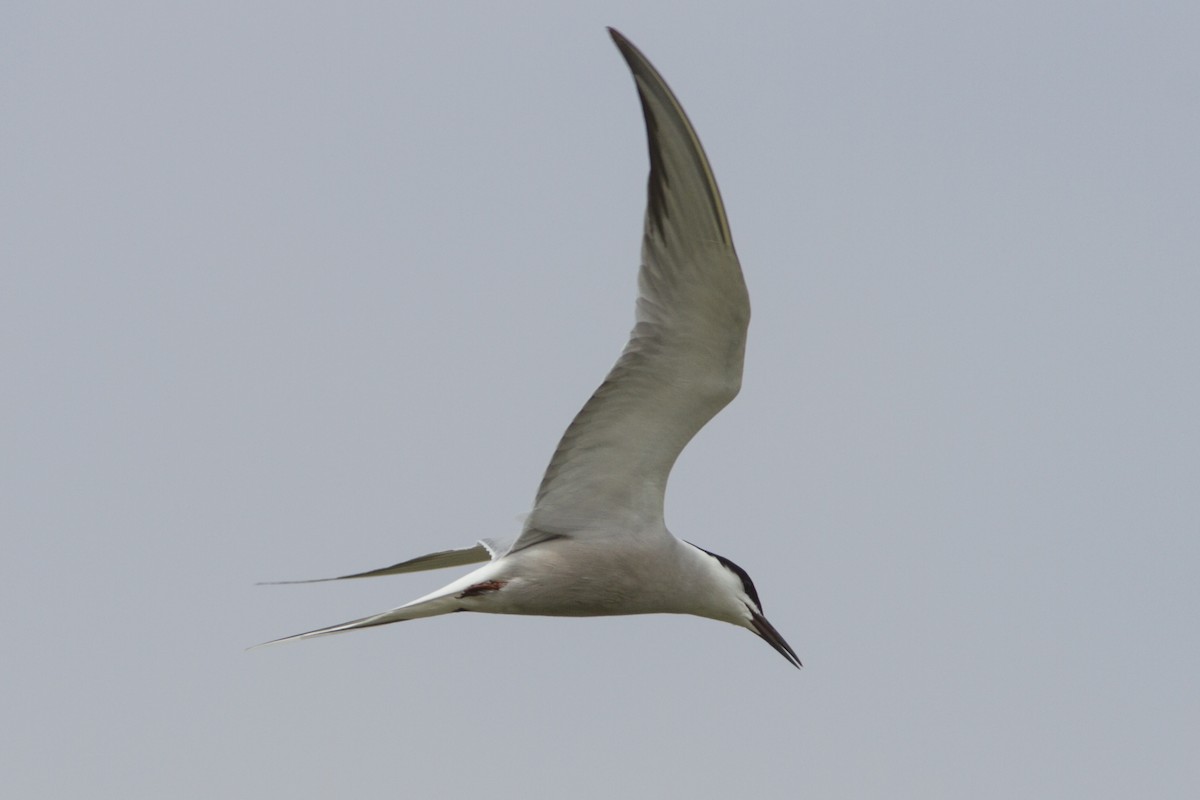 Common Tern - Paul Hyde