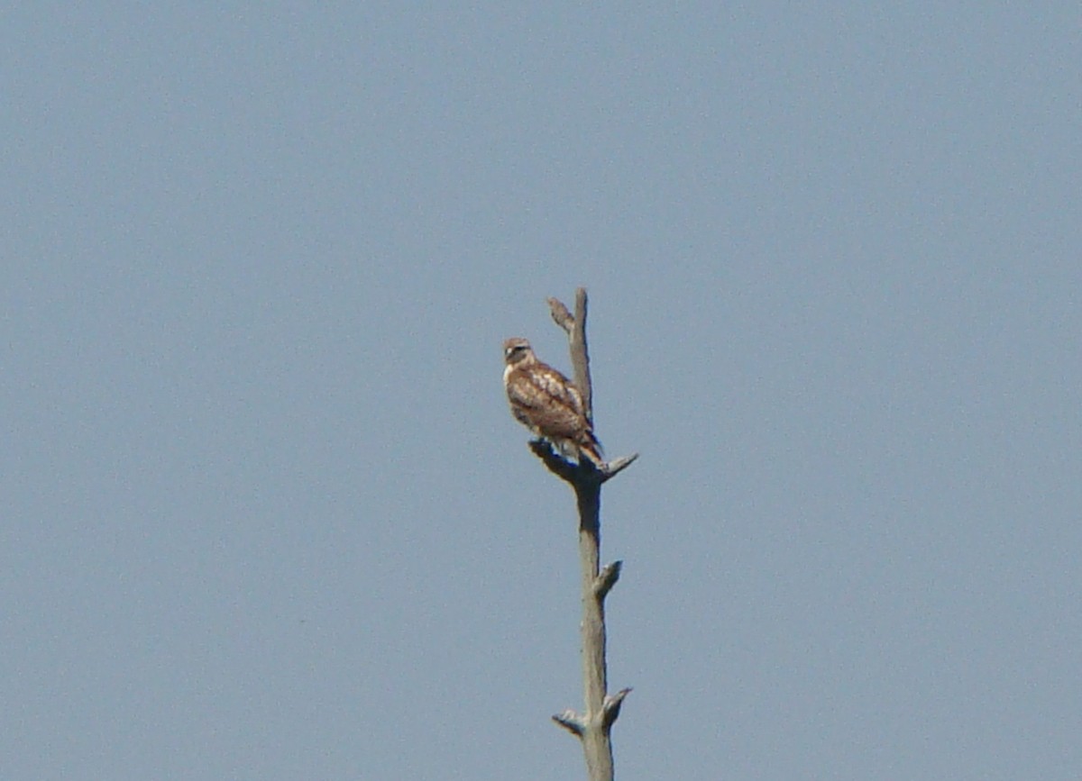 Red-tailed Hawk - ML152727131