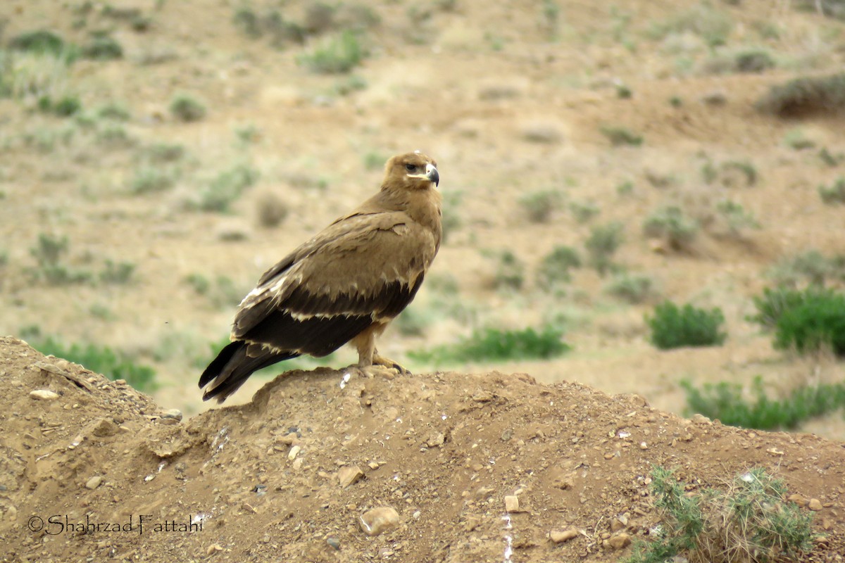 Steppe Eagle - Shahrzad Fattahi