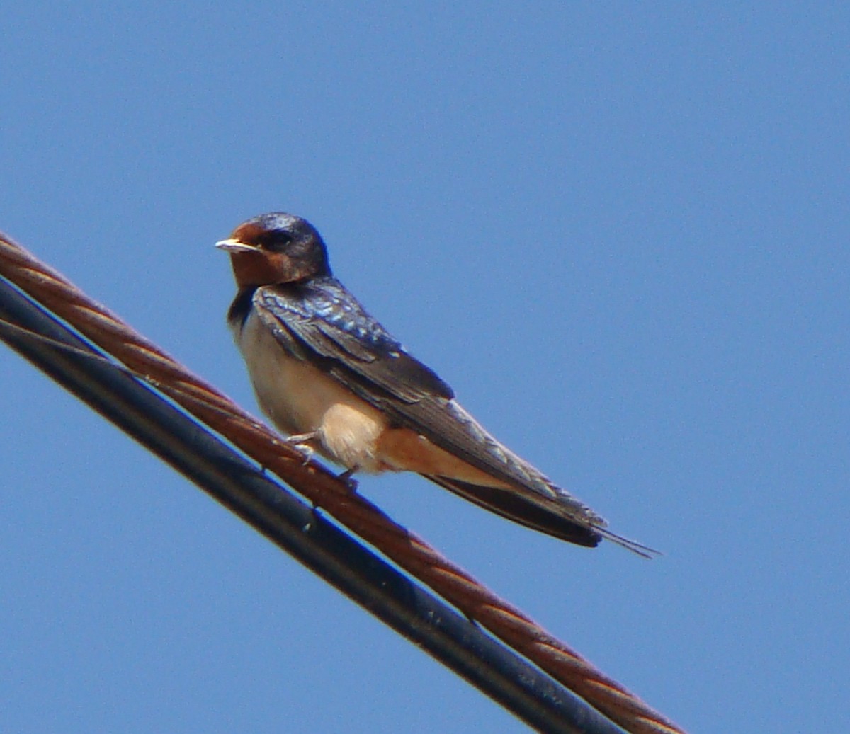 Barn Swallow - Tom Trenchard