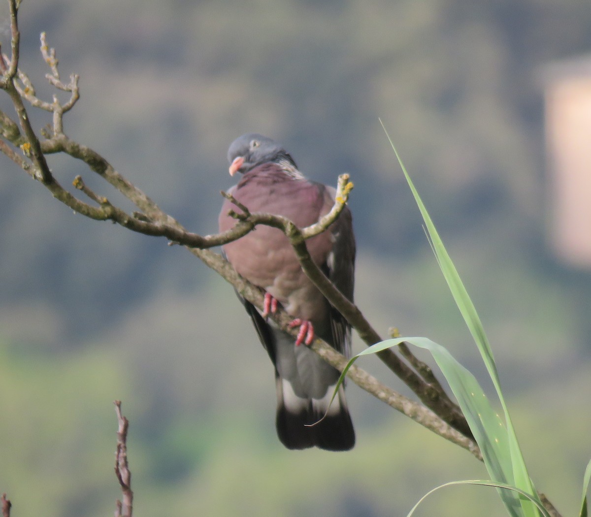 Common Wood-Pigeon - Robin Gurule