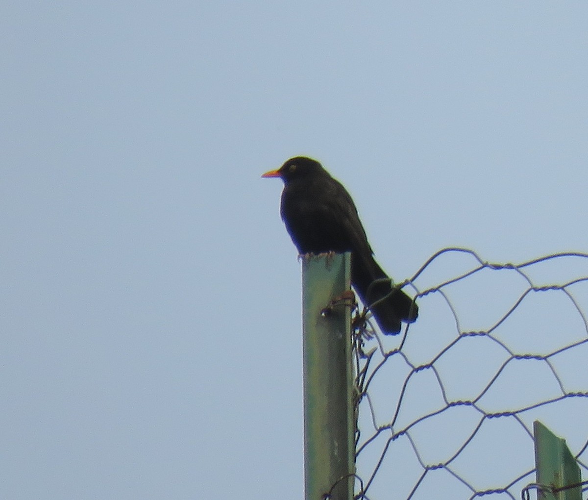 Eurasian Blackbird - Robin Gurule