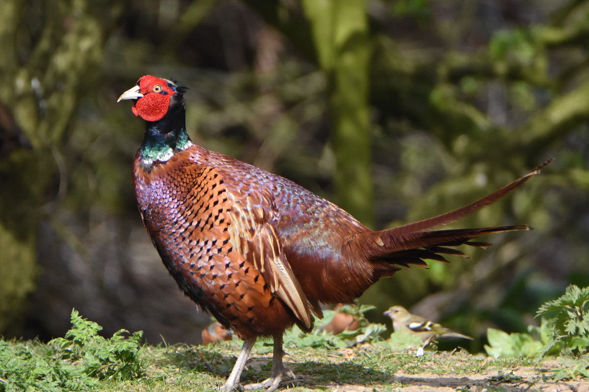Ring-necked Pheasant - Andrew Dobson