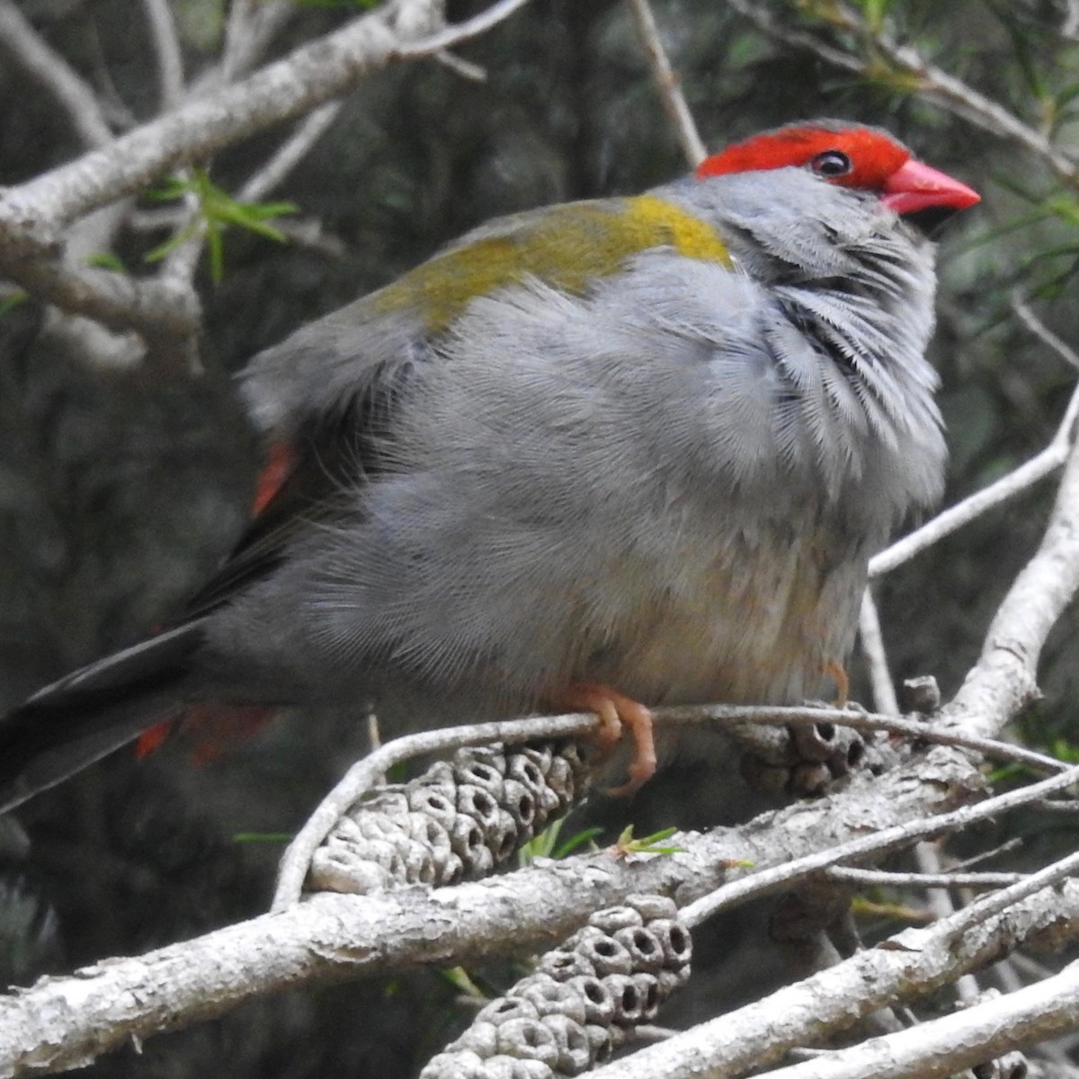 Red-browed Firetail - ML152728821