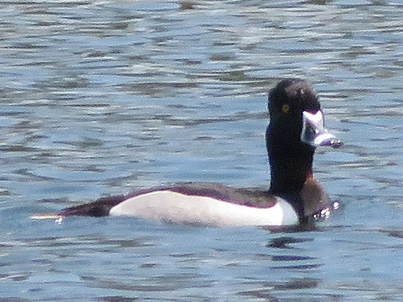 Ring-necked Duck - Kat Avila