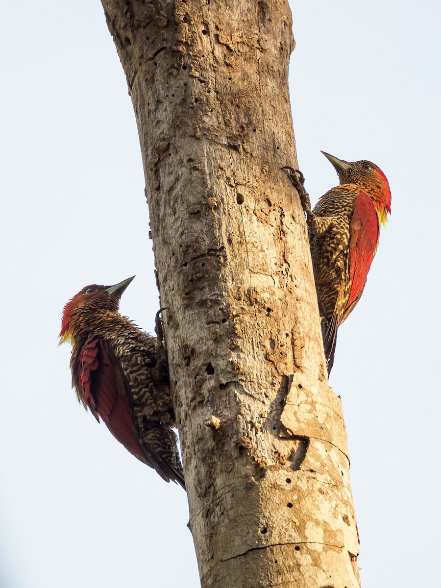 Banded Woodpecker - Karyne Wee