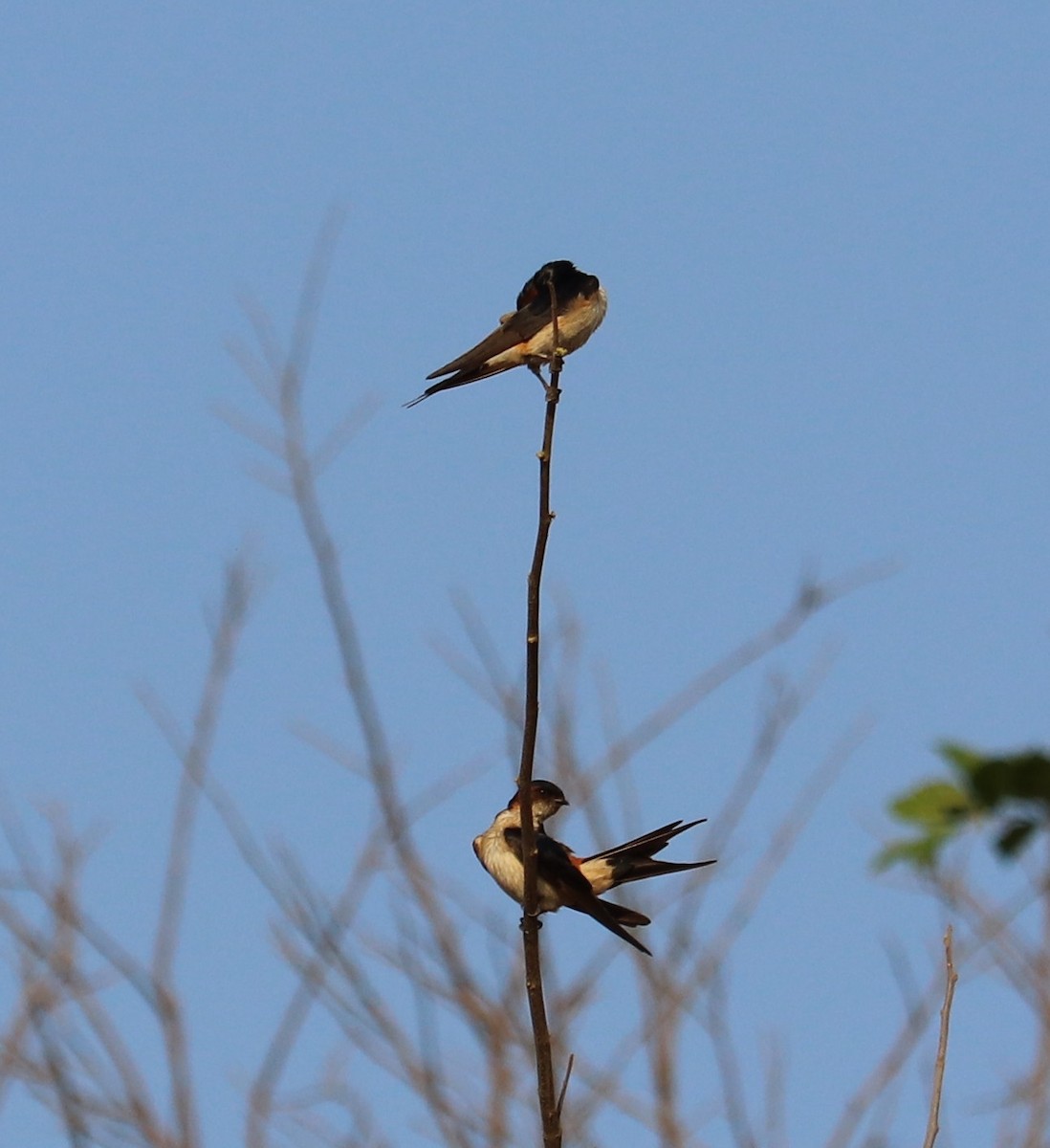 Red-rumped Swallow - Hareesha AS