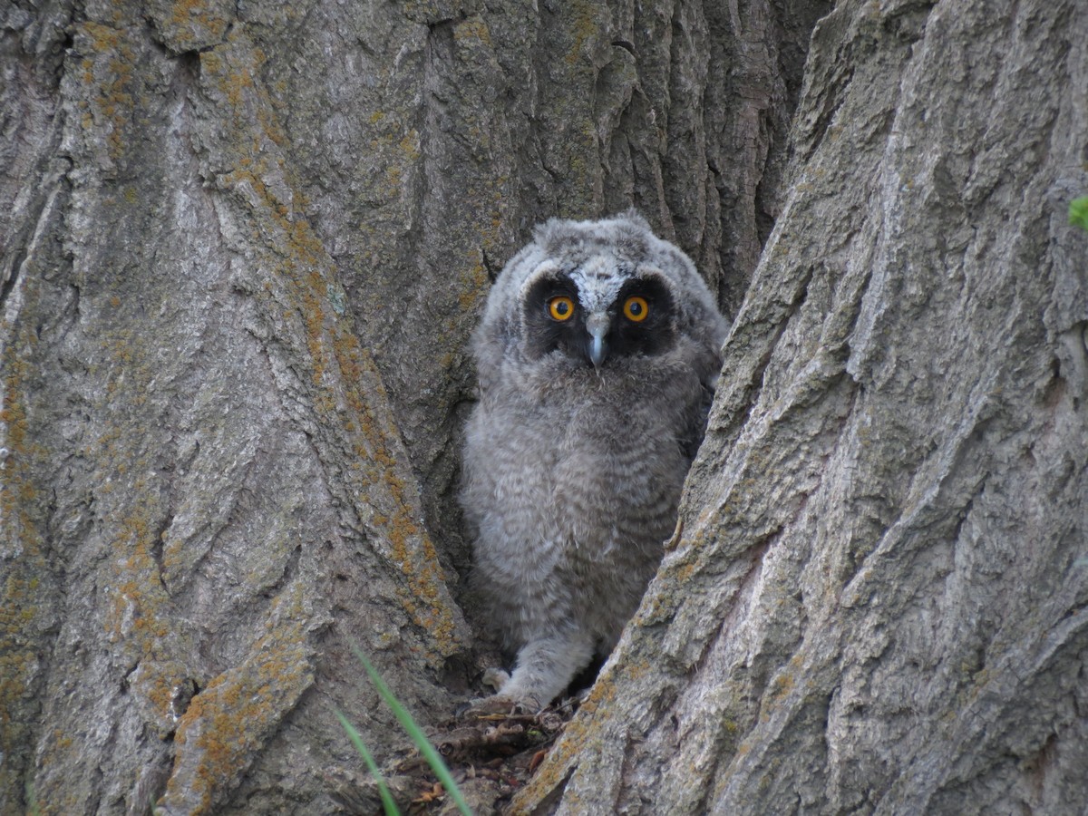 Long-eared Owl - ML152735121