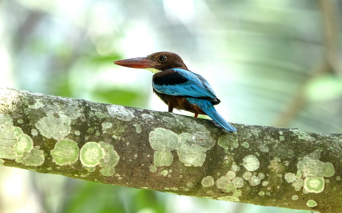 White-throated Kingfisher - Lily Chang