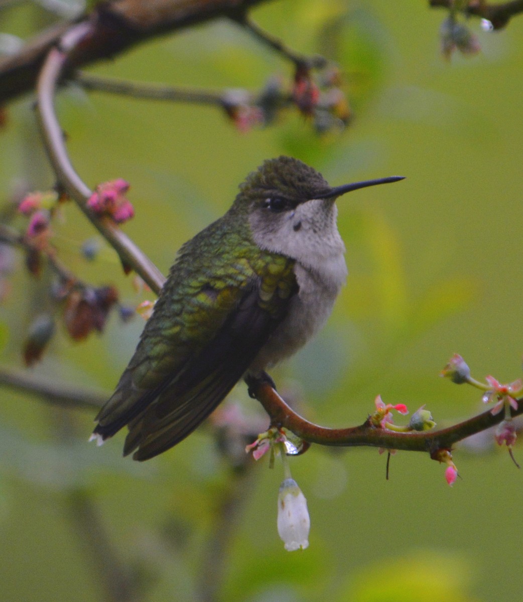 Ruby-throated Hummingbird - Brian Lupa
