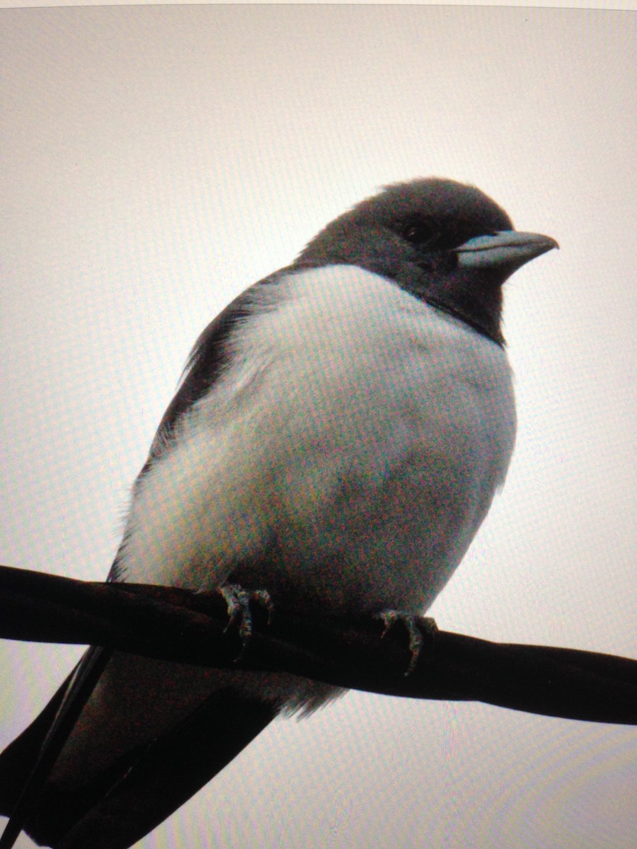 White-breasted Woodswallow - ML152735861