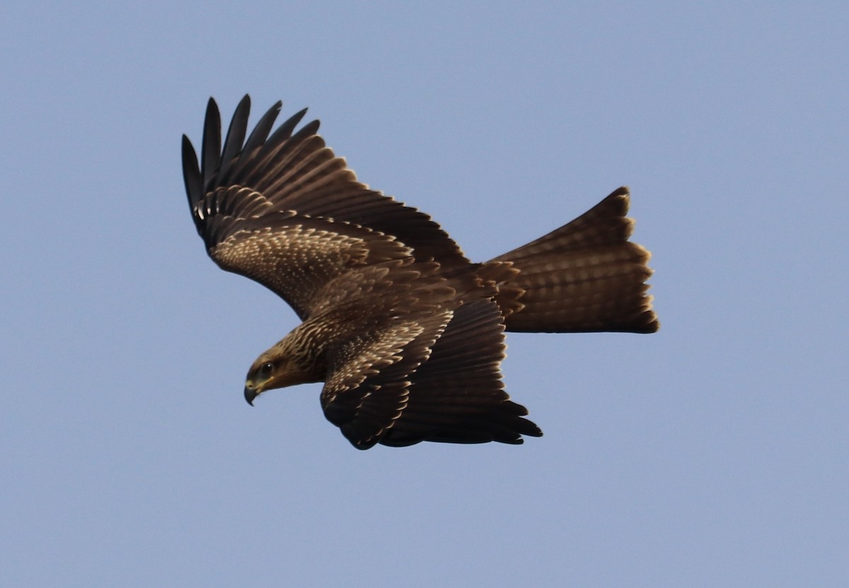 Black Kite - Hareesha AS