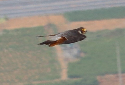 Peregrine Falcon (Shaheen) - Hareesha AS