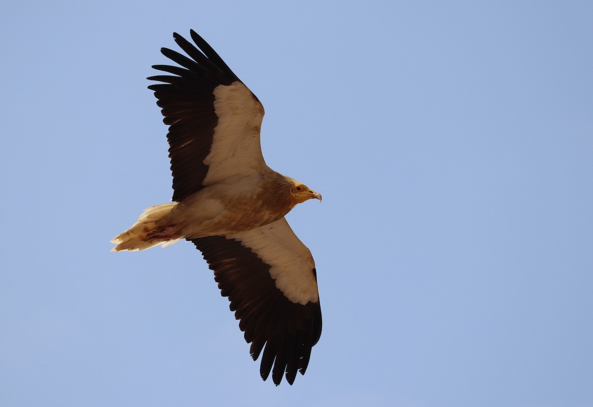 Egyptian Vulture - Hareesha AS