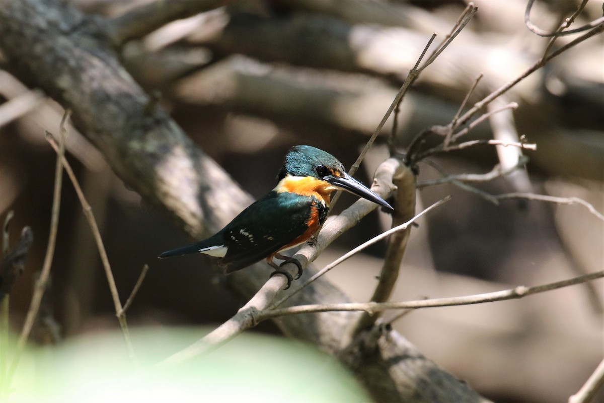 American Pygmy Kingfisher - Dan Orr