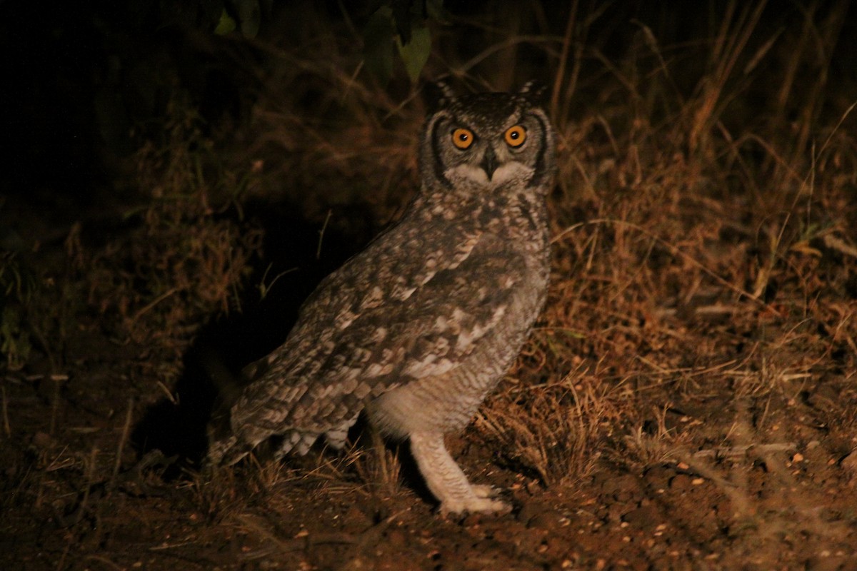 Spotted Eagle-Owl - Robert Doubell