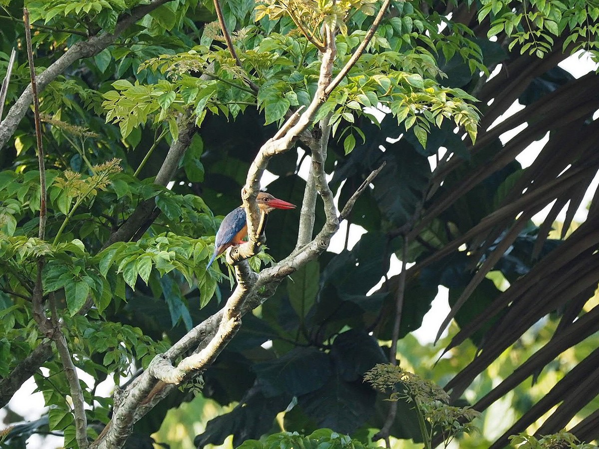 Stork-billed Kingfisher - ML152737191