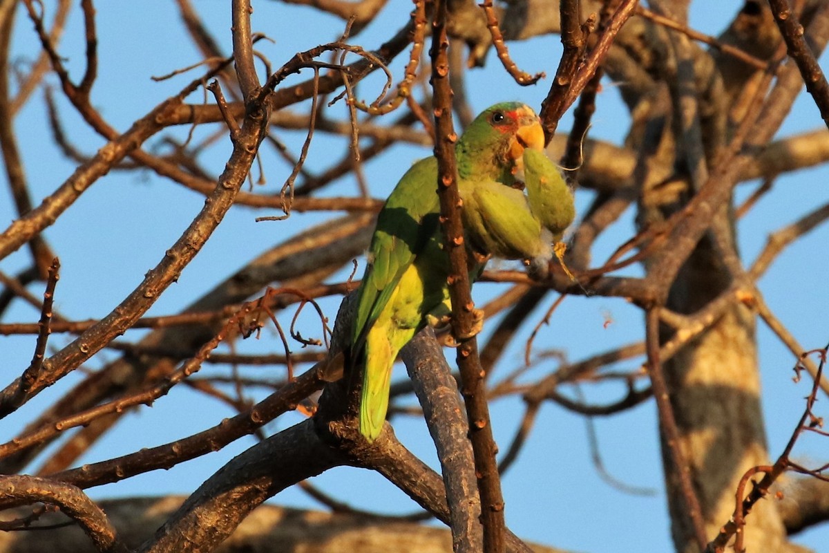 White-fronted Parrot - ML152737301