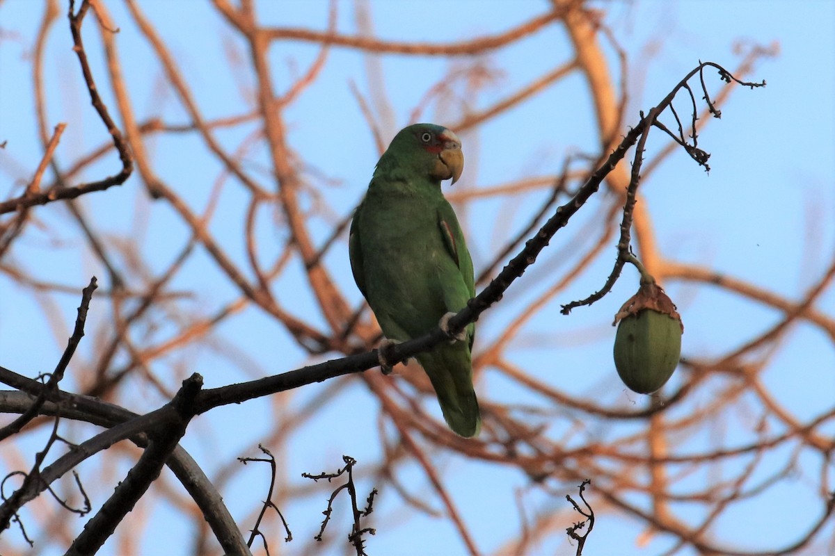 White-fronted Parrot - ML152737311