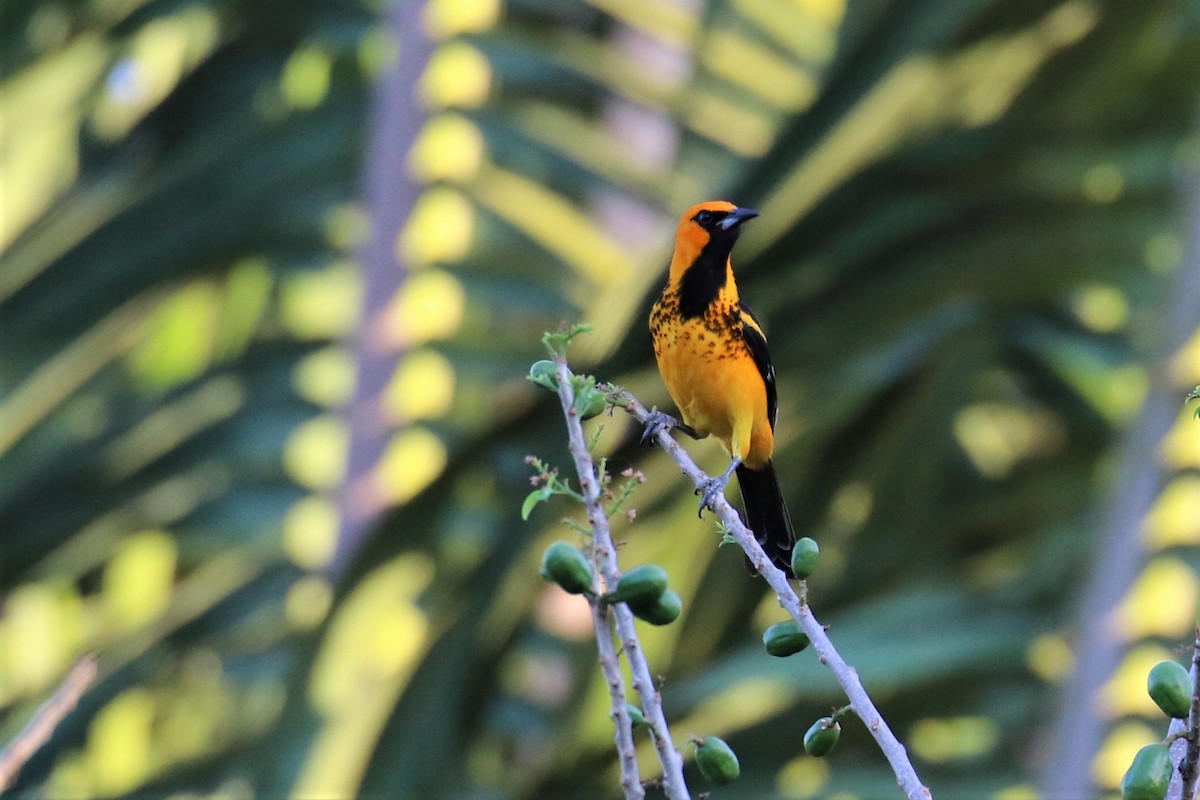Spot-breasted Oriole - ML152737431