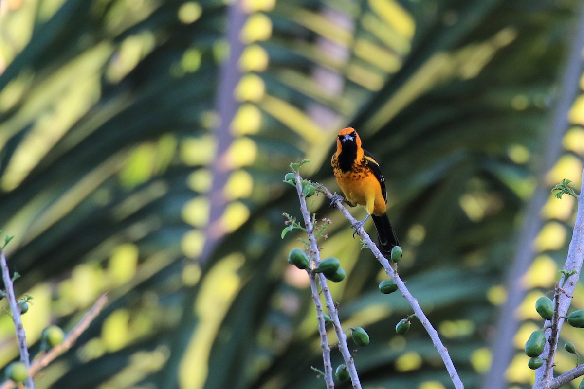Spot-breasted Oriole - ML152737441