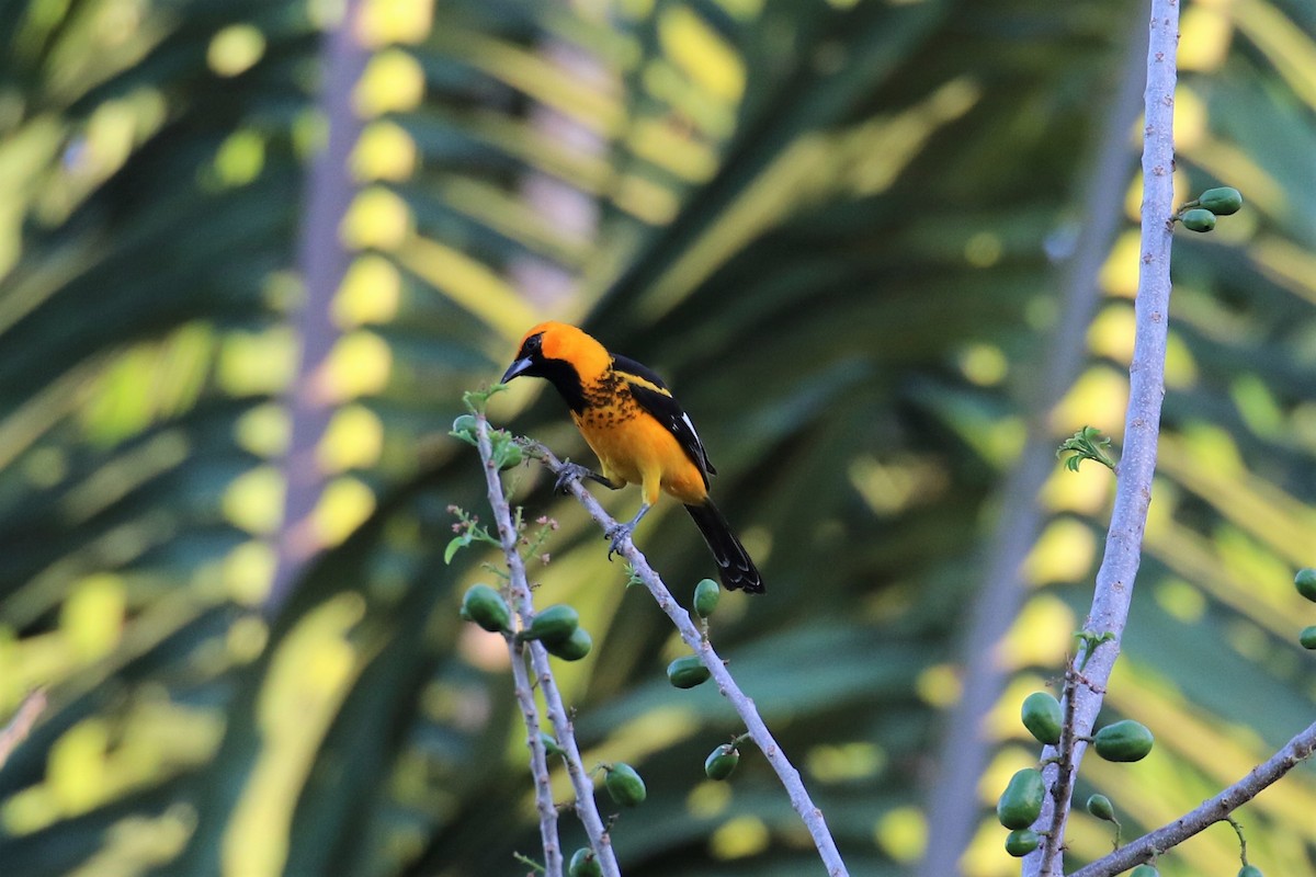 Spot-breasted Oriole - ML152737451