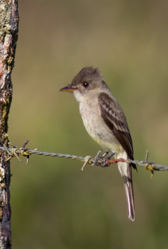Northern Tropical Pewee - Oliver Burton