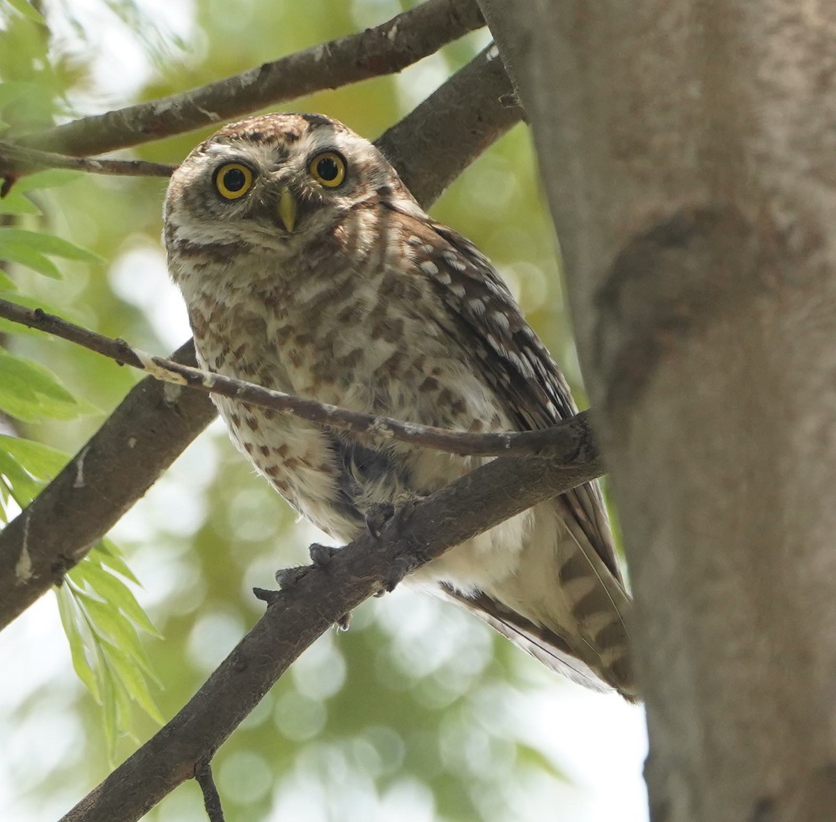 Spotted Owlet - ML152737551
