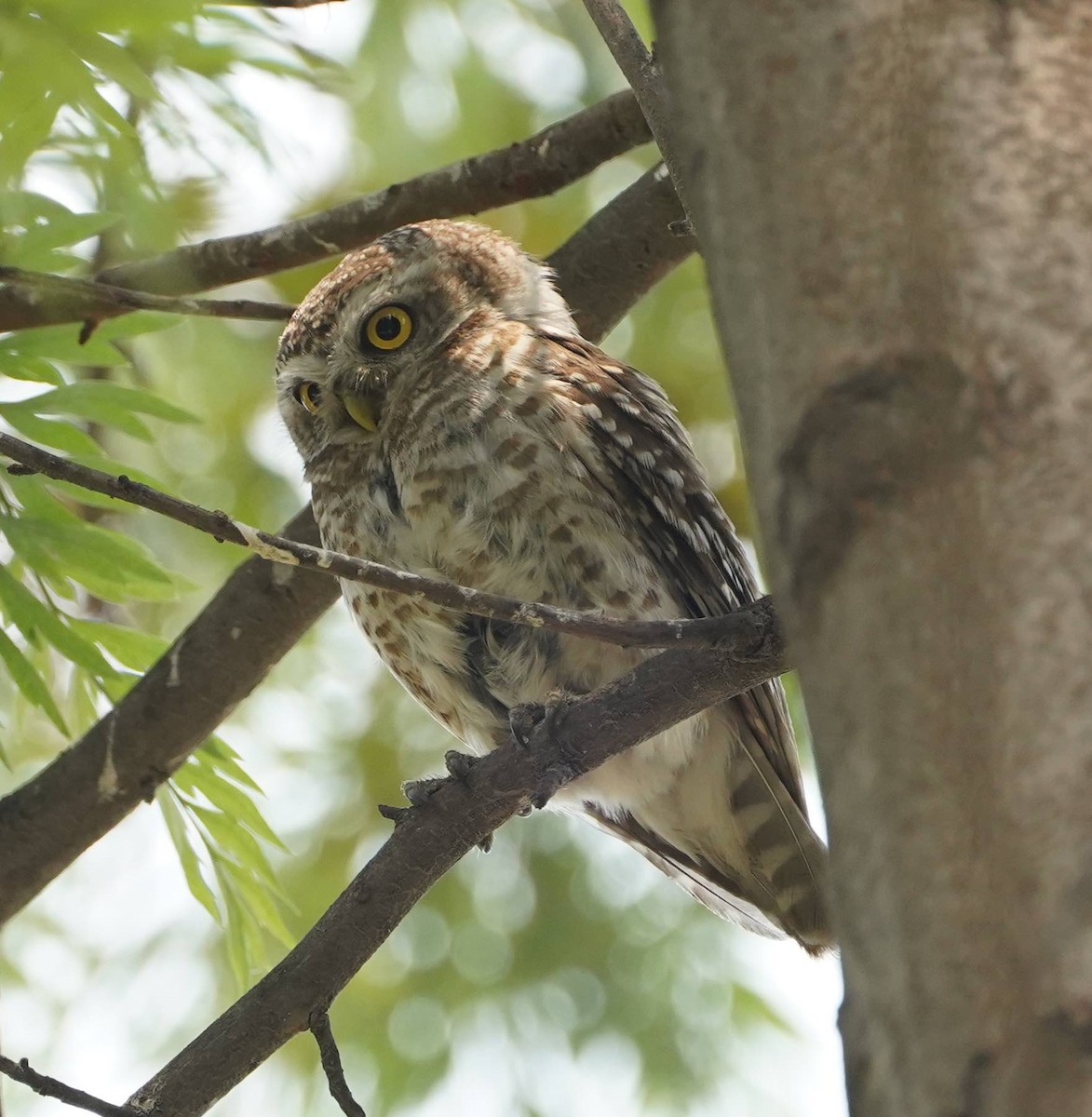 Spotted Owlet - ML152737561