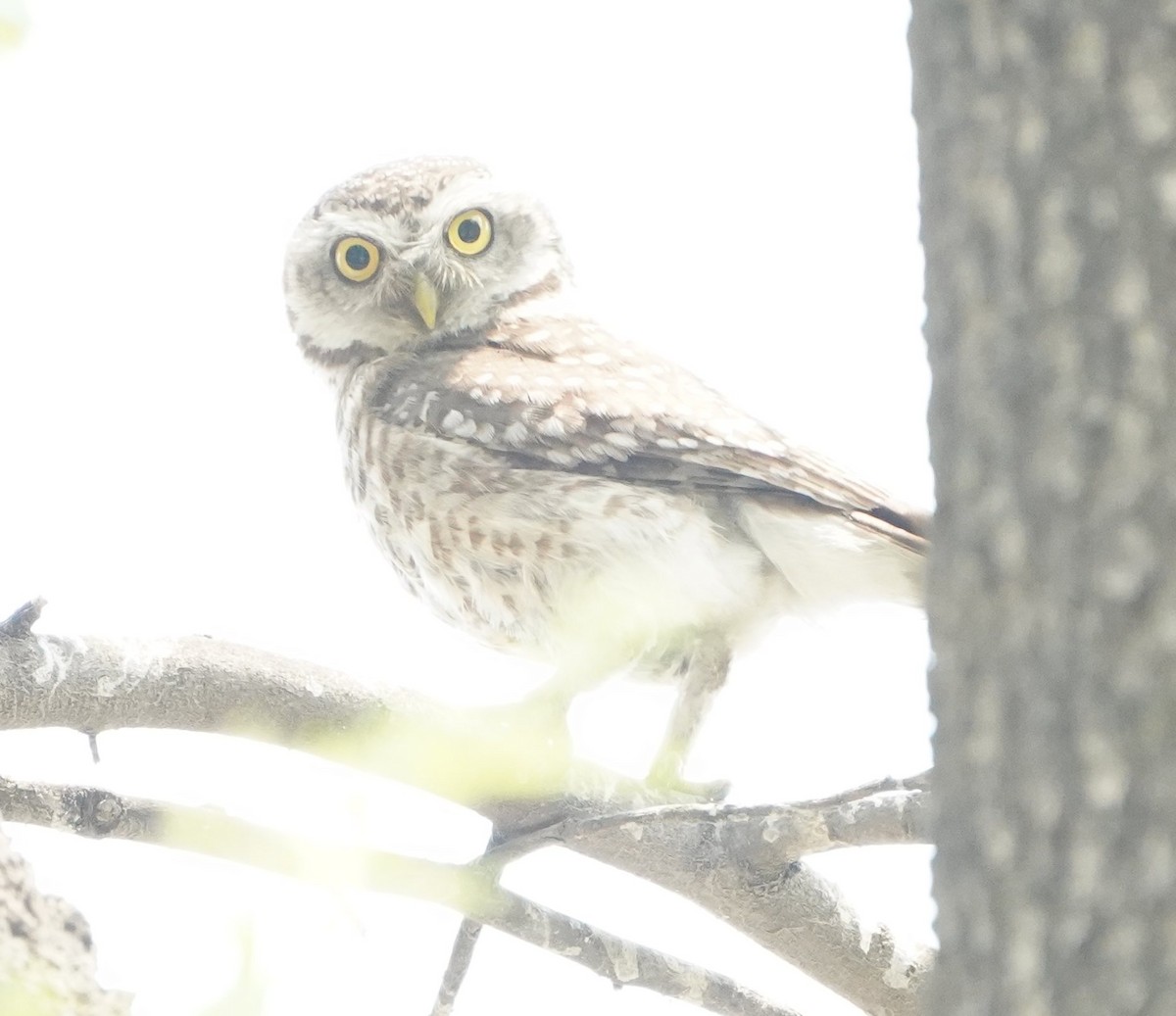 Spotted Owlet - ML152737571